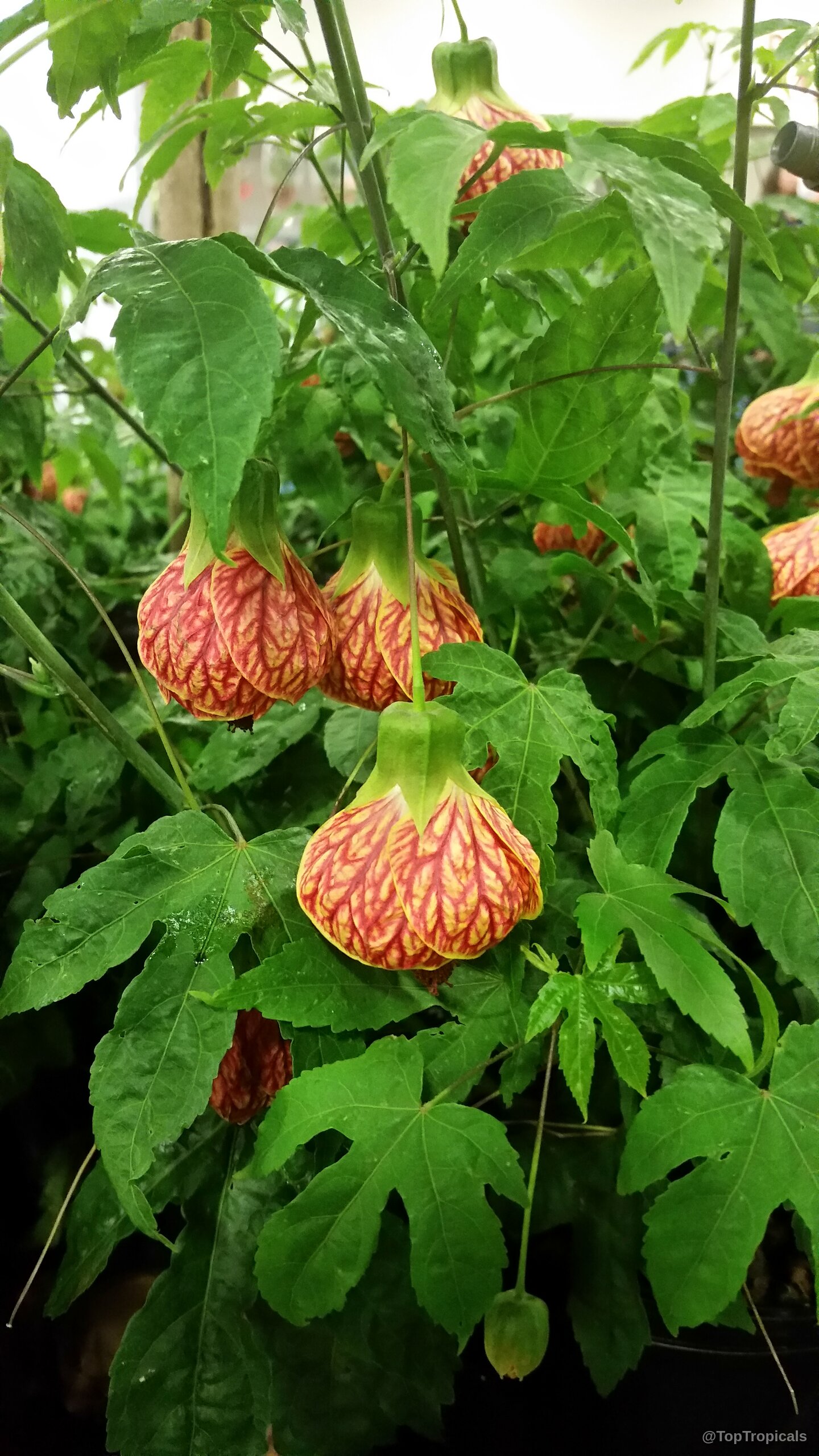 Abutilon sp. (Flowering Maple) orange flower with red veins surrounded by green lobed leaves. Abutilon sp. (Flowering Maple) orange flower with red veins close up plant