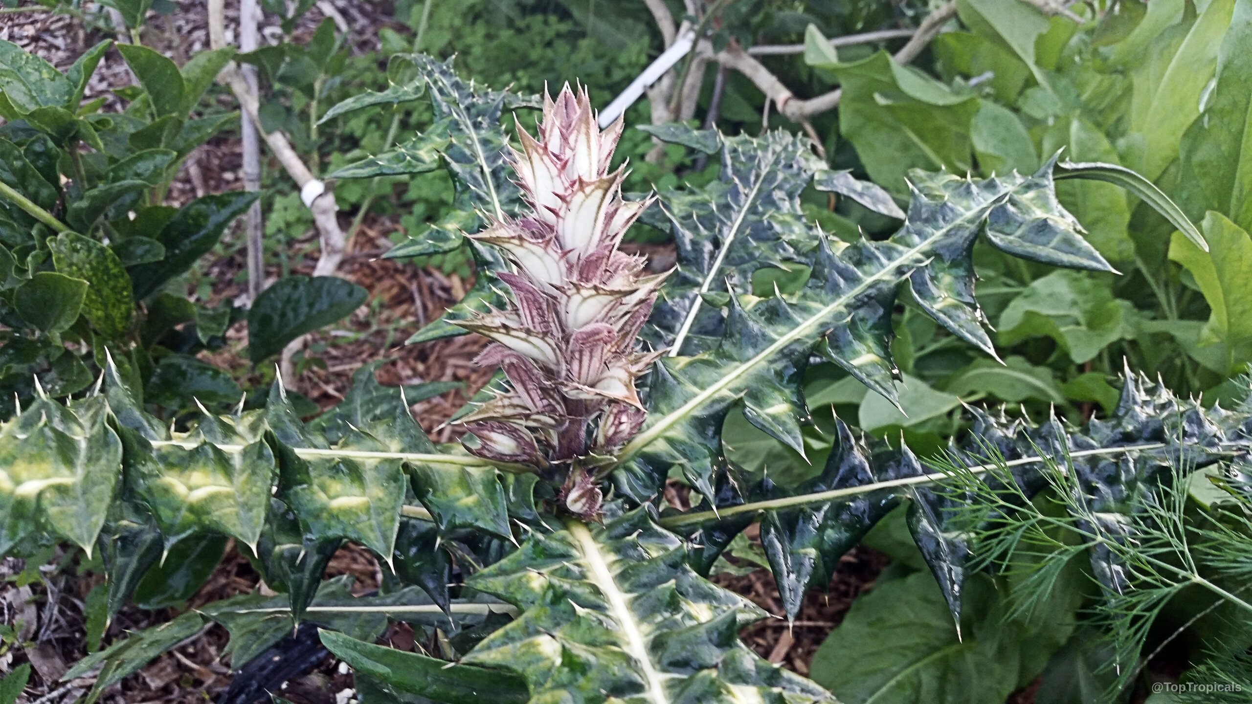 Acanthus sp. (Acanthus) with tall white and purple flower spike rising above dark serrated leaves. Acanthus sp. (Acanthus) white and purple flower with thick dark green serrated leaves close up
