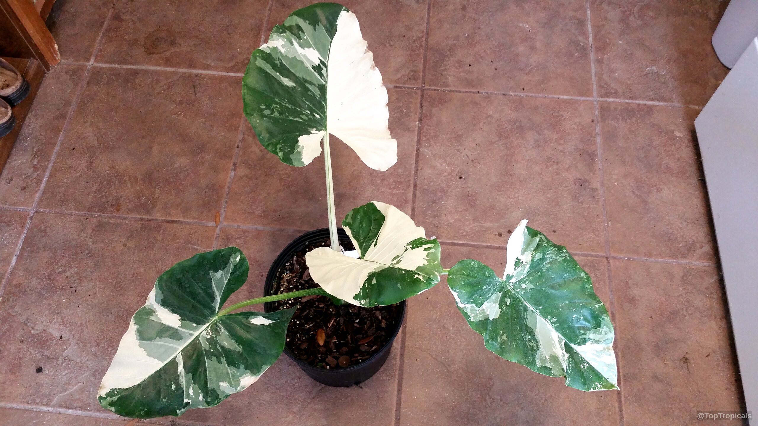 Alocasia macrorrhizos (Giant Taro) leaves spread outward from a round container with dark soil Alocasia macrorrhizos (Giant Taro) plant with white and green variegated heart-shaped leaves top view