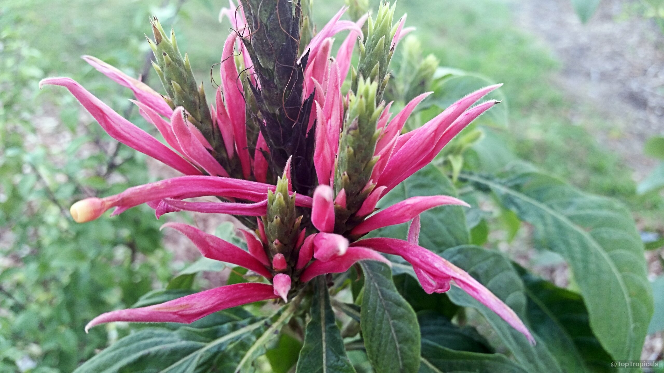 Aphelandra scabra (Aphelandra) showing elongated hot pink flower petals and dark green textured foliage. Aphelandra scabra (Aphelandra) with vibrant hot pink flower petals in a close up image.