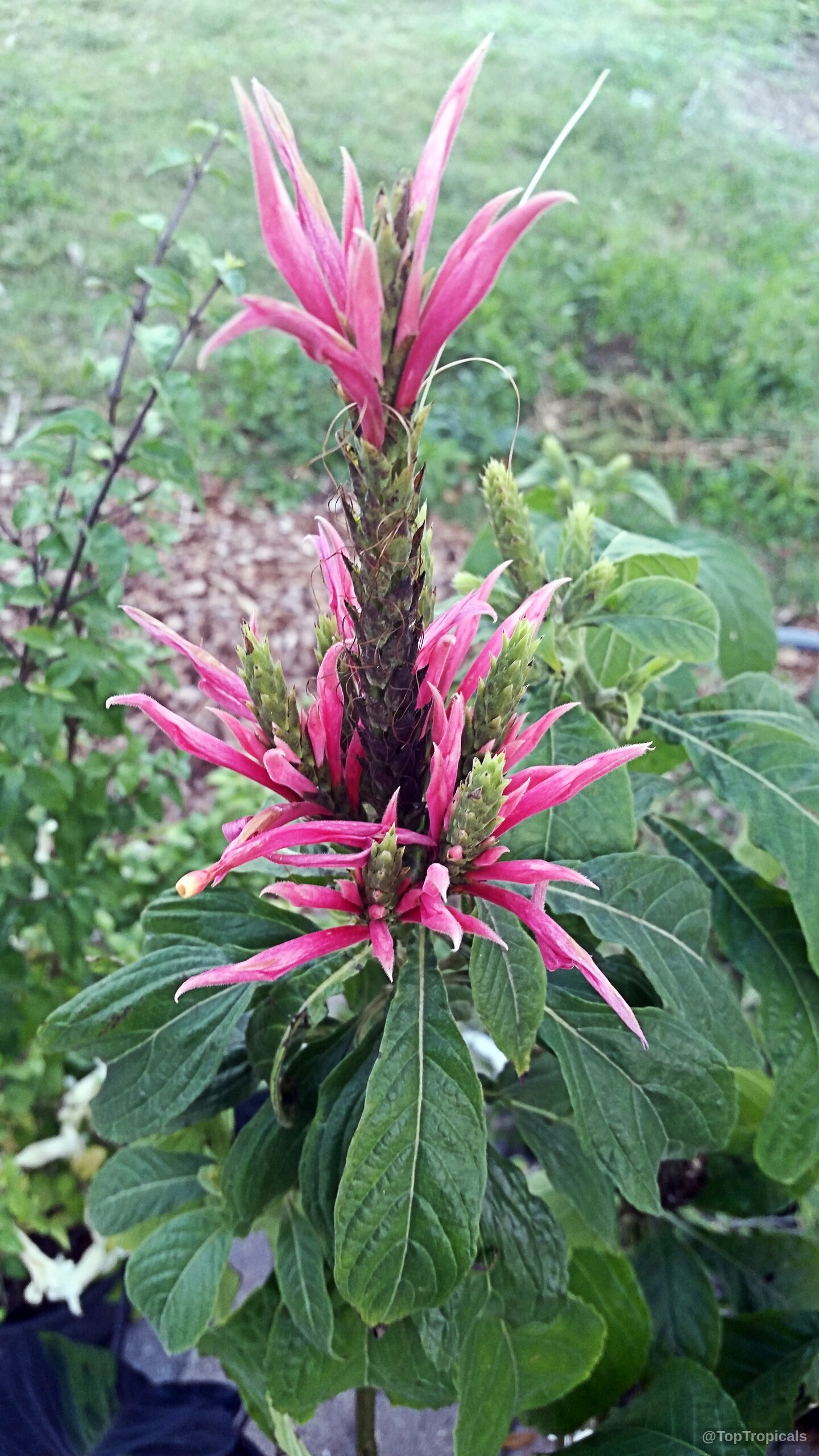 Aphelandra scabra (Aphelandra) pink flower spikes rise from dark green foliage on the sturdy plant Aphelandra scabra (Aphelandra) with vibrant pink flower close up on a green leafy stem