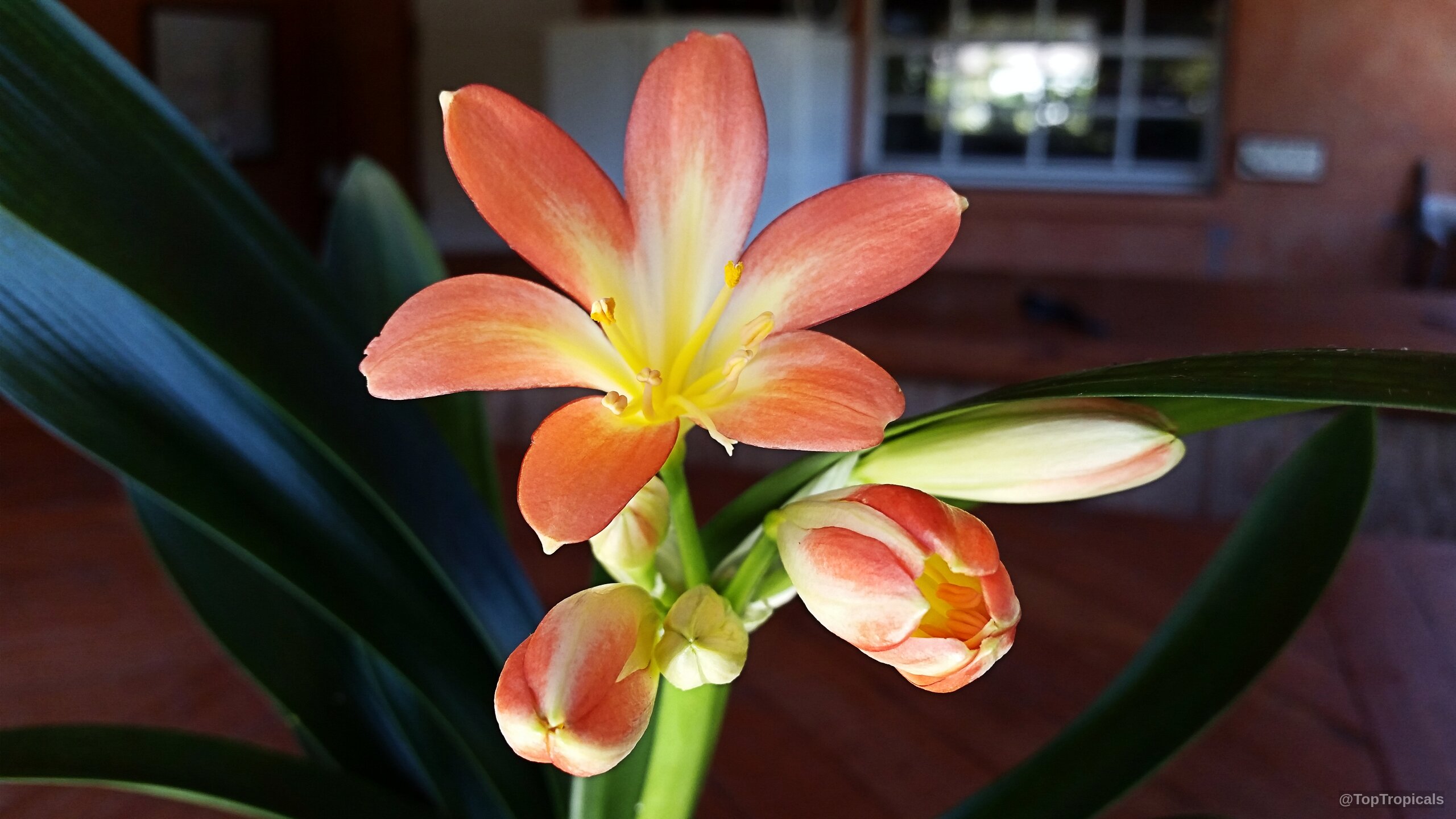 Clivia miniata (Bush Lily) orange flower with unopened buds and thick dark green foliage leaves. Clivia miniata (Bush Lily) orange flower, close up with long green strap-like leaves attached.