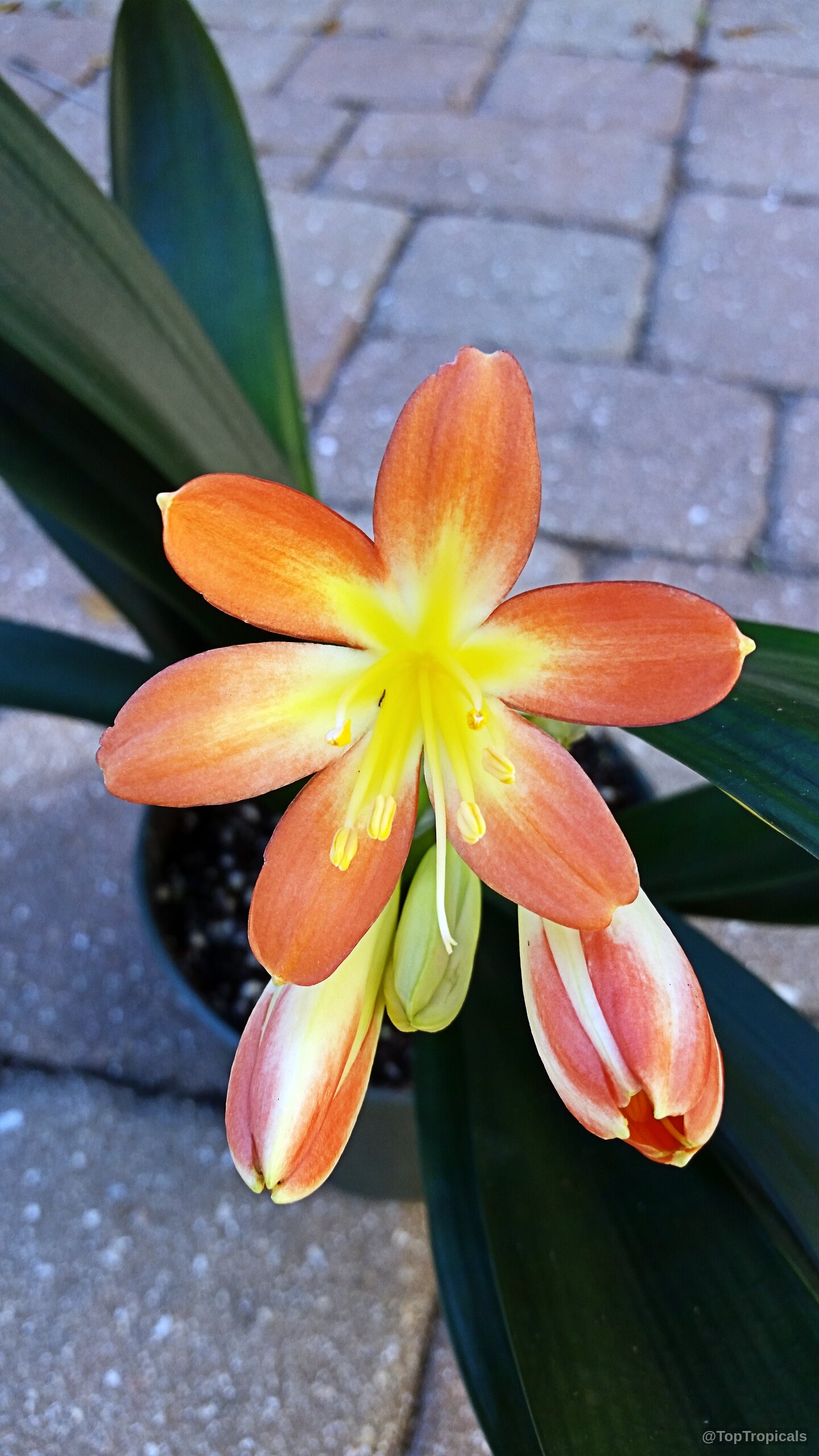 Clivia miniata (Bush Lily) orange flower with yellow center and long dark green strap leaves Clivia miniata (Bush Lily) orange flower close up with yellow center and green leaves