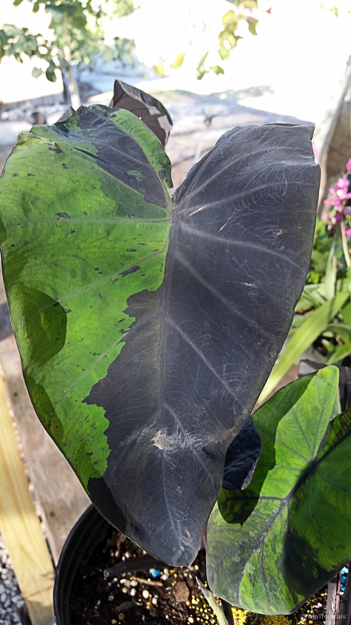 Colocasia esculenta (Colocasia 'Midnight') with split coloration on a broad, heart-shaped plant leaf. Colocasia esculenta (Colocasia 'Midnight') black and lime green variegated plant leaf close up.