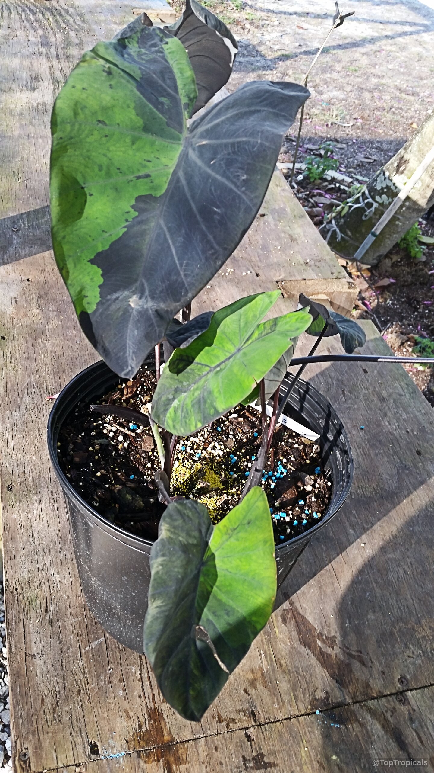 Colocasia esculenta (Colocasia 'Midnight') with dark purple and lime green heart-shaped leaves in a pot. Colocasia esculenta (Colocasia 'Midnight') dark purple and lime green leaves on a plant.