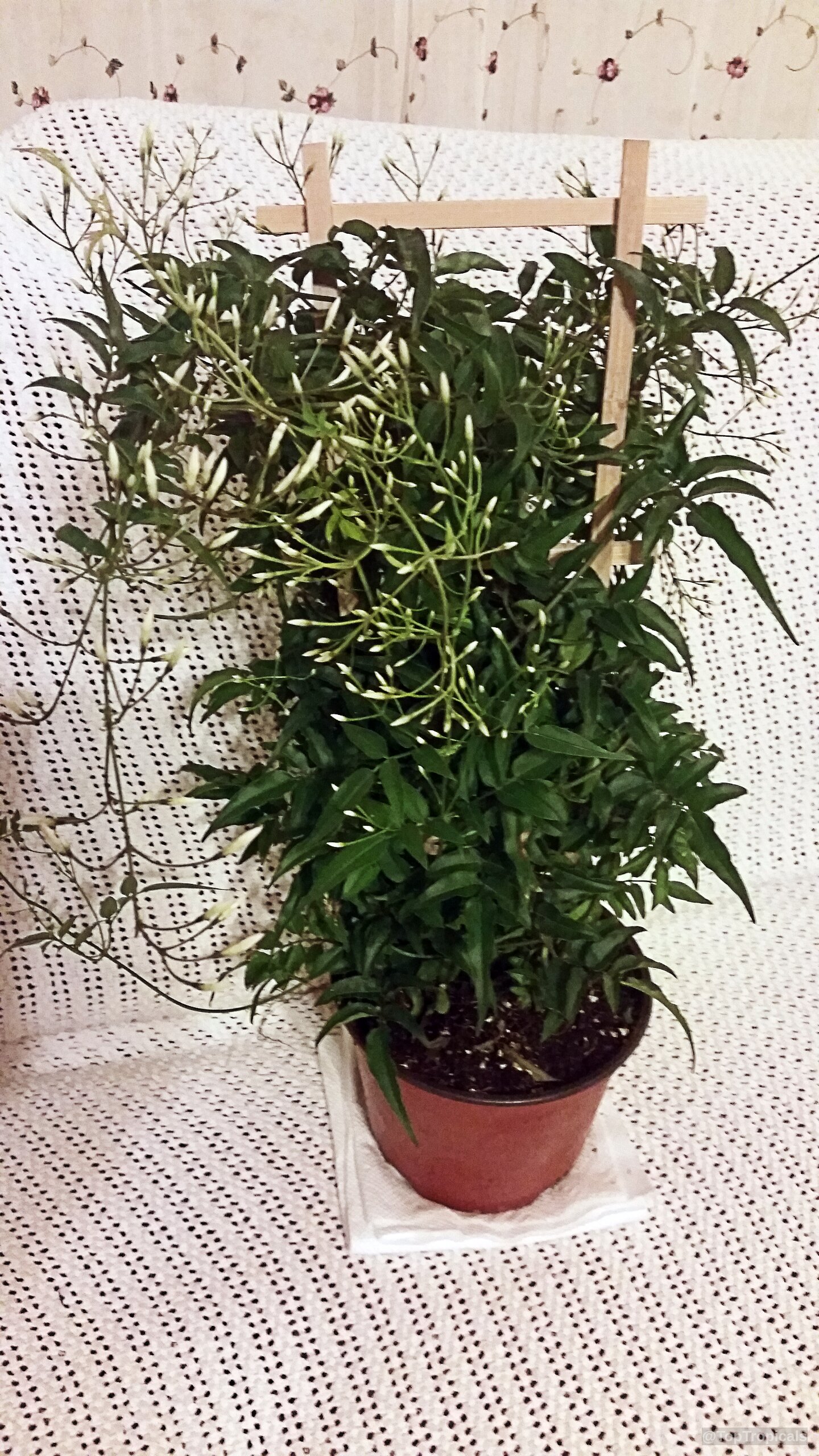 Jasminum polyanthum (Pink jasmine) plant growing on a wooden trellis with lush green foliage and buds. Jasminum polyanthum (Pink jasmine) plant with green leaves and many white flower buds climbing trellis
