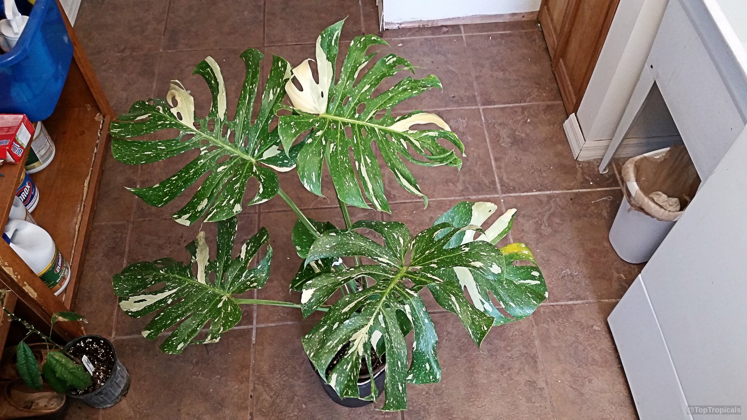 Monstera deliciosa (Swiss Cheese Plant) leaves with green and white coloration in a black container Monstera deliciosa (Swiss Cheese Plant) green and white leaves on a potted plant