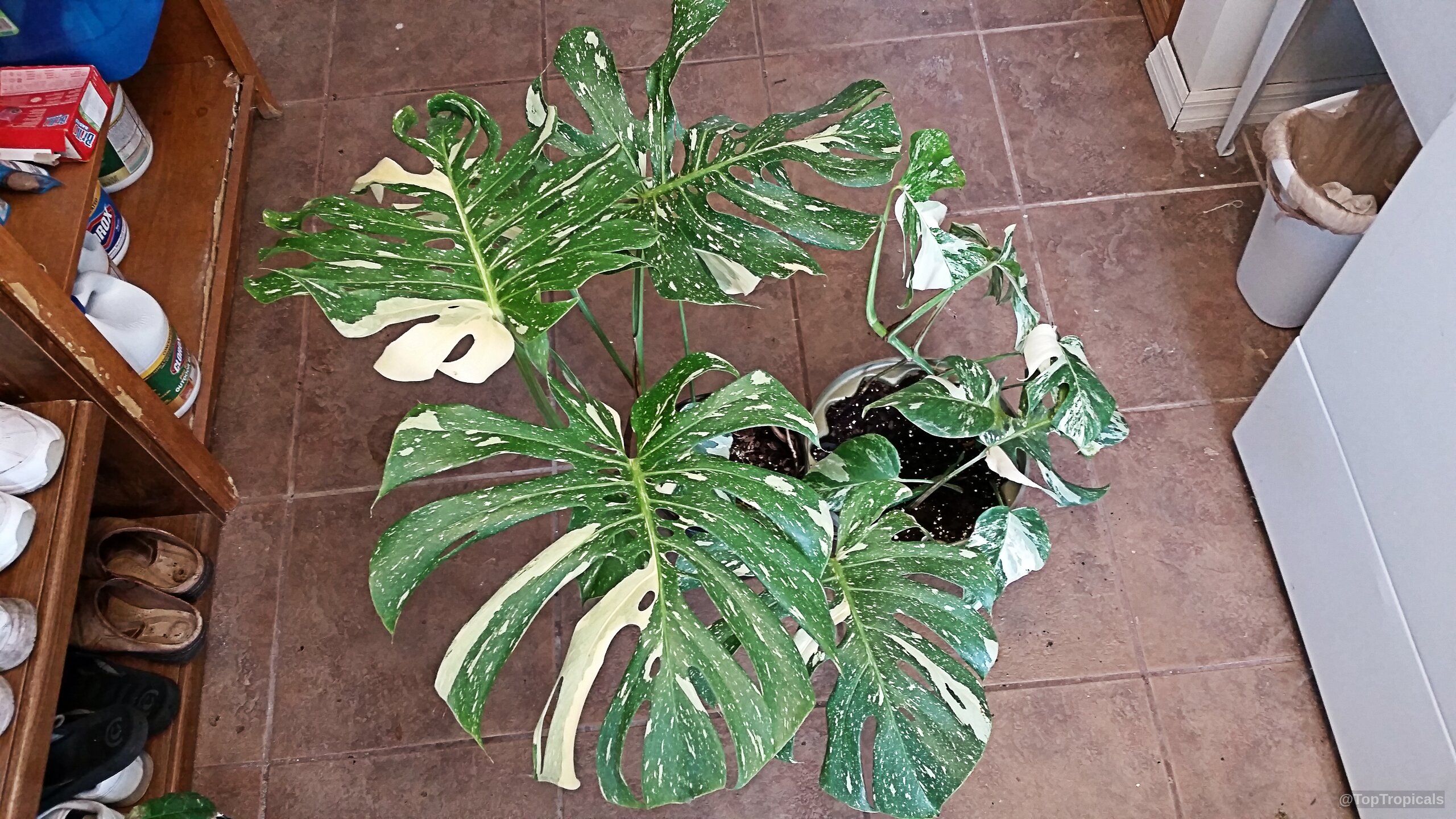 Monstera deliciosa (Swiss Cheese Plant) leaves with prominent white and green variegation inside two pots Monstera deliciosa (Swiss Cheese Plant) with green and white variegated leaves on a plant
