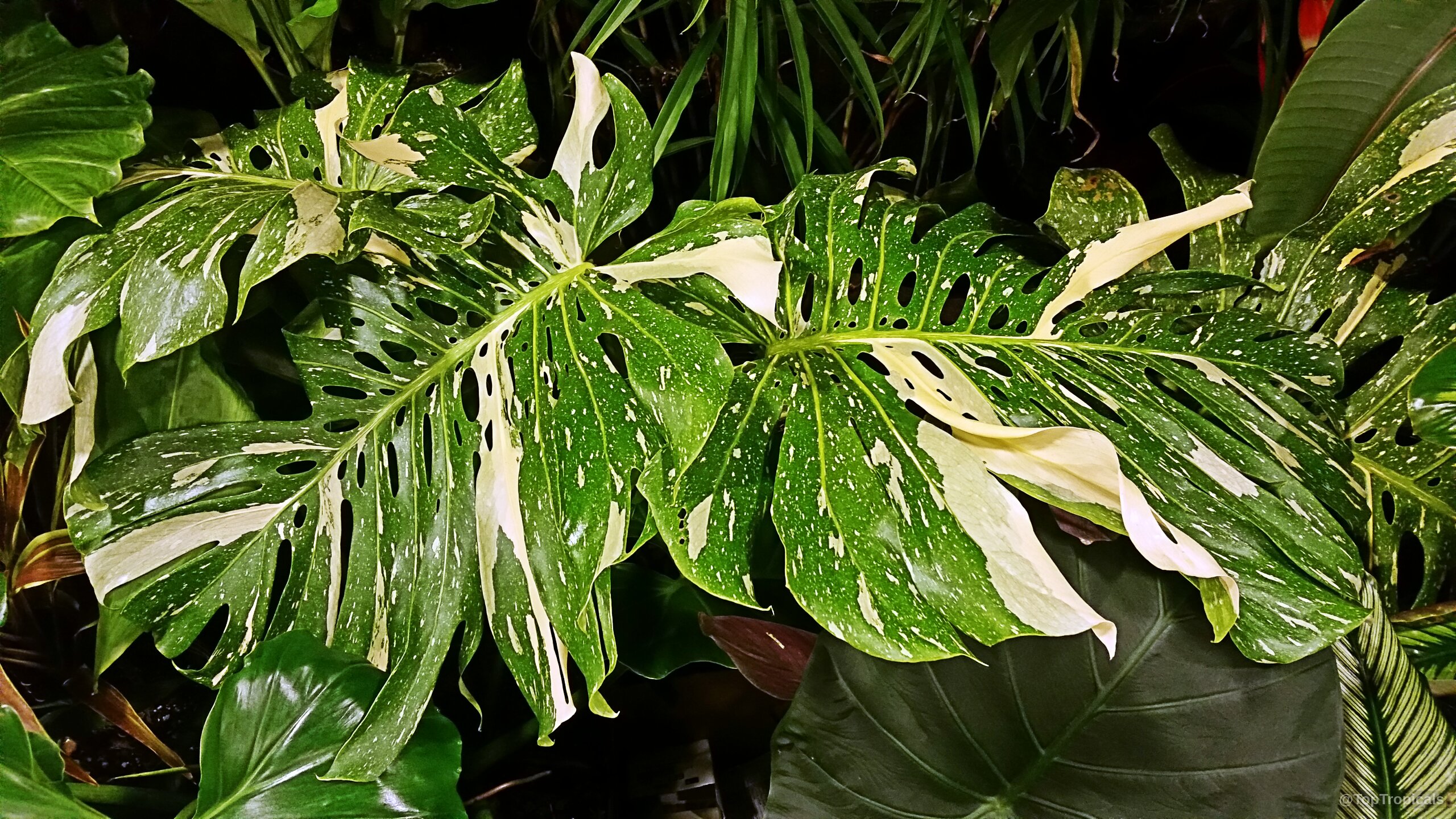 Monstera deliciosa (Swiss Cheese Plant) showing distinct green and cream white variegated leaf patterns. Monstera deliciosa (Swiss Cheese Plant) green and white variegated plant leaves, close up.