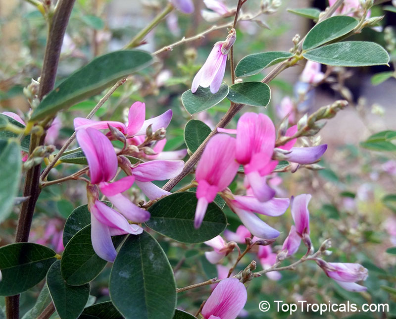 Lespedeza bicolor, Indigo Pea - TopTropicals.com