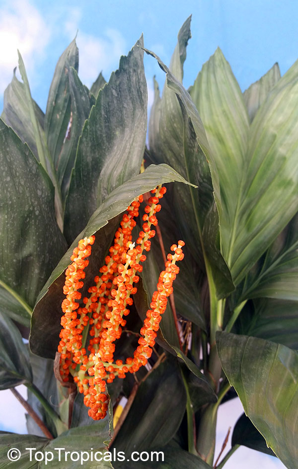 Chamaedorea metallica, Parlor Palm, Miniature Fishtail Palm