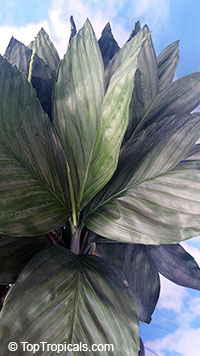 Chamaedorea metallica, Parlor Palm, Miniature Fishtail Palm

Click to see full-size image