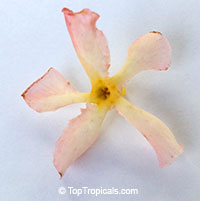 Trachelospermum asiaticum, Asian Jasmine, Yellow star jasmine. var Pink Showers - flower turns pink as it ages