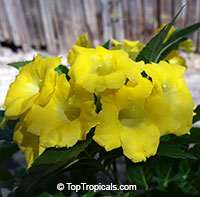 Tecoma hybrid Lydia, Tecoma Lydia, Yellow Bells, Yellow Elder

Click to see full-size image