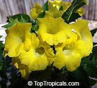 Tecoma hybrid Lydia, Tecoma Lydia, Yellow Bells, Yellow Elder

Click to see full-size image