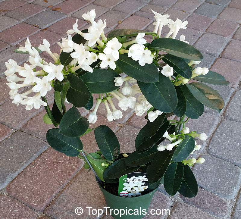 Стефанотис stephanotis