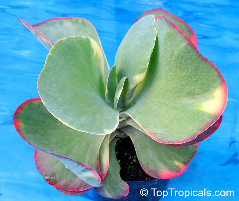 Kalanchoe thyrsiflora, Kalanchoe tetraphylla, Paddle Leaf, Flapjacks, Desert Cabbage