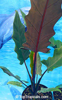 Alocasia lauterbachiana, Alocasia

Click to see full-size image