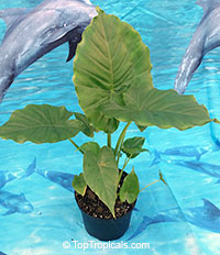 Alocasia odora, Giant Upright Elephant Ear

Click to see full-size image