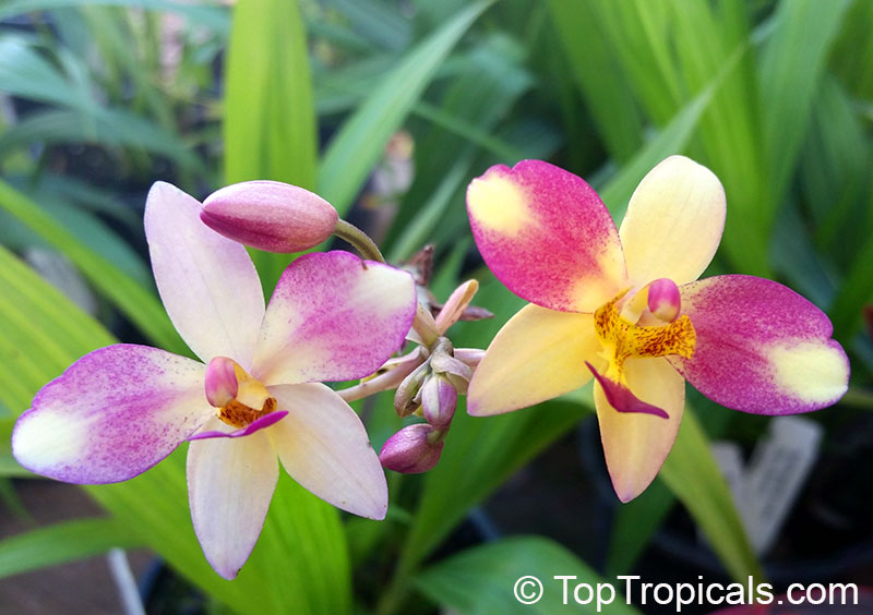 Spathoglottis plicata, Ground Orchid, Garden Orchid. Spathoglottis 'Berry Banana'