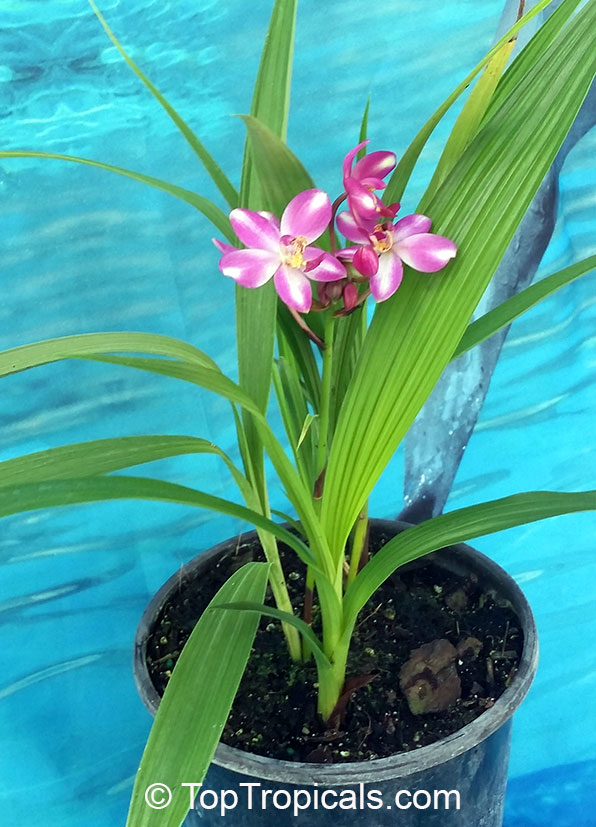 Spathoglottis plicata, Ground Orchid, Garden Orchid. Spathoglottis 'Cabaret' 