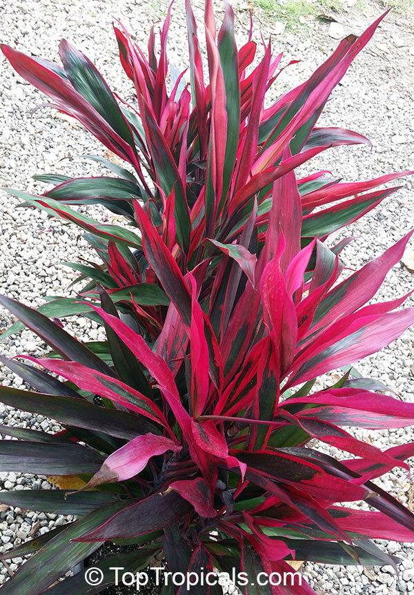 Cordyline fruticosa, Cordyline terminalis, Hawaiian Ti Leaf. Cordyline 'Pink Pepper'