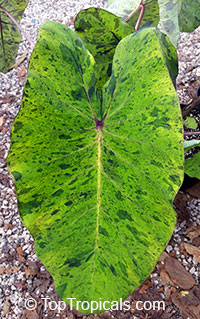 Colocasia esculenta Mojito

Click to see full-size image