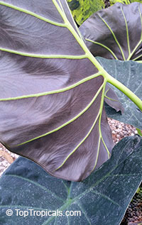 Alocasia 'Regal Shields', Regal Shield Plant

Click to see full-size image