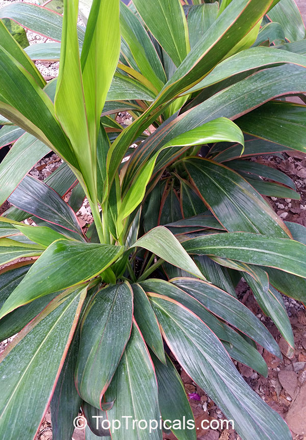 Cordyline fruticosa, Cordyline terminalis, Hawaiian Ti Leaf. var. Shubertii