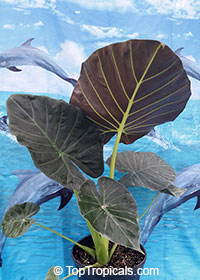 Alocasia 'Regal Shields', Regal Shield Plant

Click to see full-size image