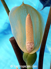 Alocasia sanderiana, Alocasia amazonica, Kris plant

Click to see full-size image