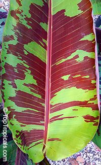 Musa sumatrana, Musa acuminata ssp. zebrina, Blood Leaf Banana

Click to see full-size image