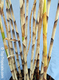 Costus stenophyllus, Bamboo Costus

Click to see full-size image