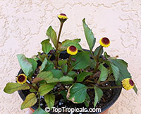 Acmella oleracea, Spilanthes oleracea, Toothache Plant, Paracress, Botox Plant, Jambu

Click to see full-size image