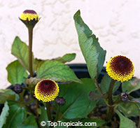 Acmella oleracea, Spilanthes oleracea, Toothache Plant, Paracress, Botox Plant, Jambu

Click to see full-size image