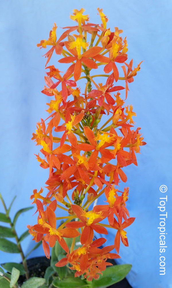 Epidendrum radicans - Orange Reed Ground Orchid, Sunrise 