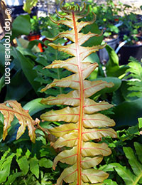 Blechnum moorei, Brazilian Tree Fern

Click to see full-size image
