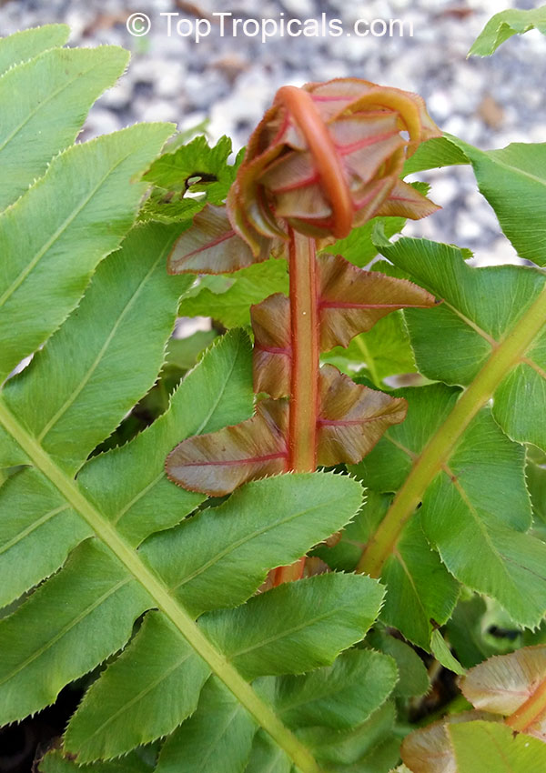 Blechnum moorei, Brazilian Tree Fern