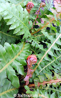 Blechnum moorei, Brazilian Tree Fern

Click to see full-size image