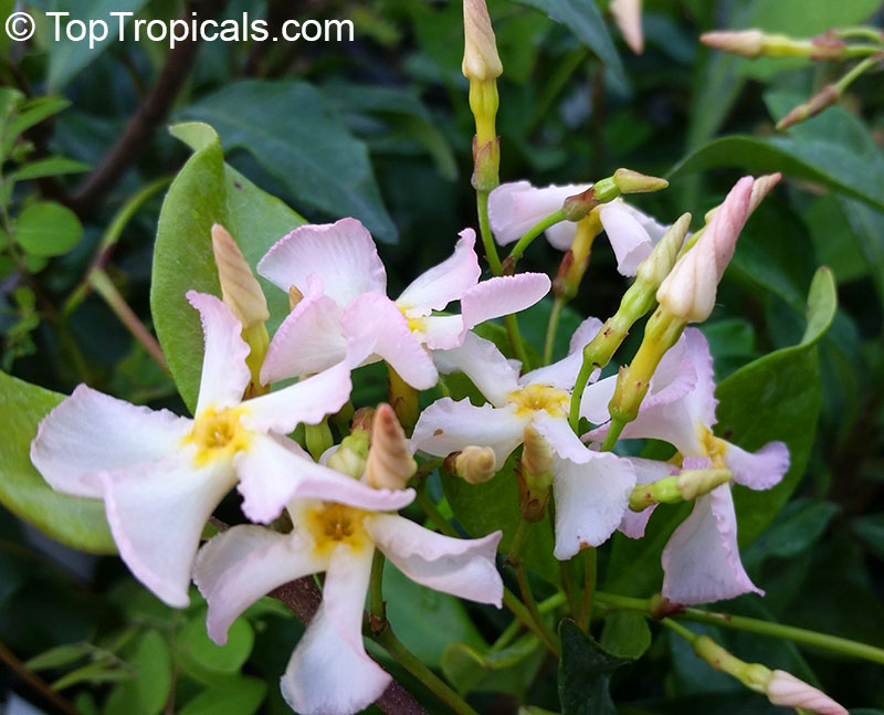 Trachelospermum Asiaticum Asian Jasmine Yellow Star Jasmine Toptropicals Com