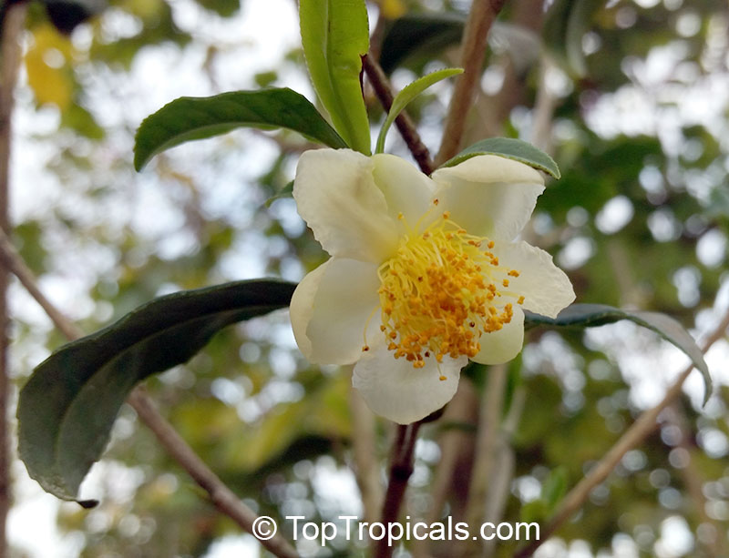 Camellia sinensis - Tea (small leaf)