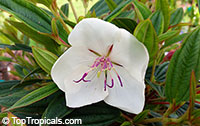 Tibouchina 'Peace Baby', Tibouchina 'Peace Baby'

Click to see full-size image