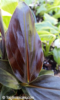 Zingiber malaysianum , Black Ginger, Midnight Ginger 

Click to see full-size image
