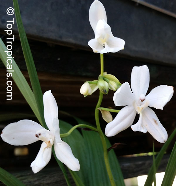 Spathoglottis plicata, Ground Orchid, Garden Orchid. Spathoglottis White Angel