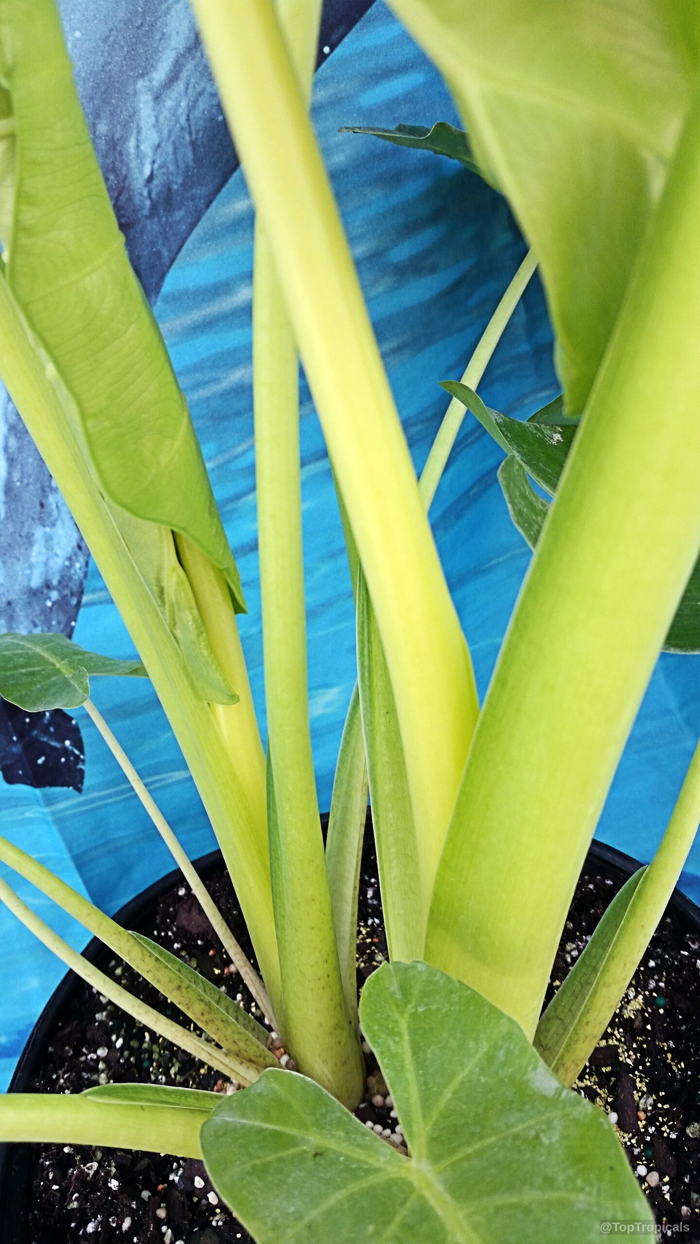 Alocasia macrorrhizos (Giant Taro) showing lime yellow stems and thick green foliage within black container. Alocasia macrorrhizos (Giant Taro) bright yellow green plant stems and large foliage close up.