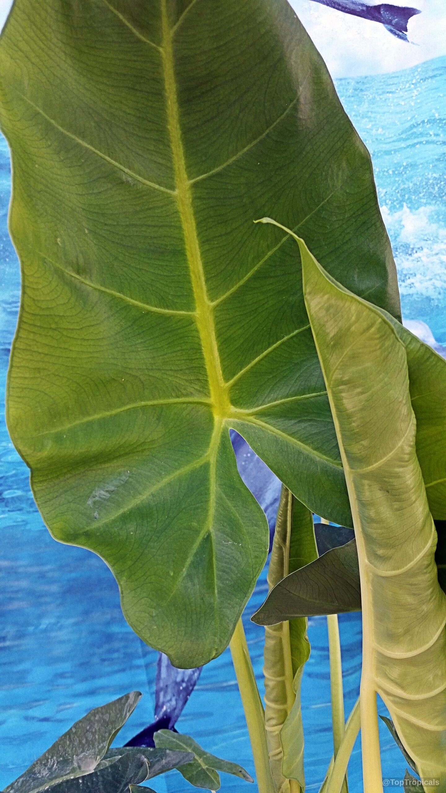 Alocasia macrorrhizos (Giant Taro) green leaves against a blue background with visible textured veins Alocasia macrorrhizos (Giant Taro) green leaves in a close up view of tropical foliage