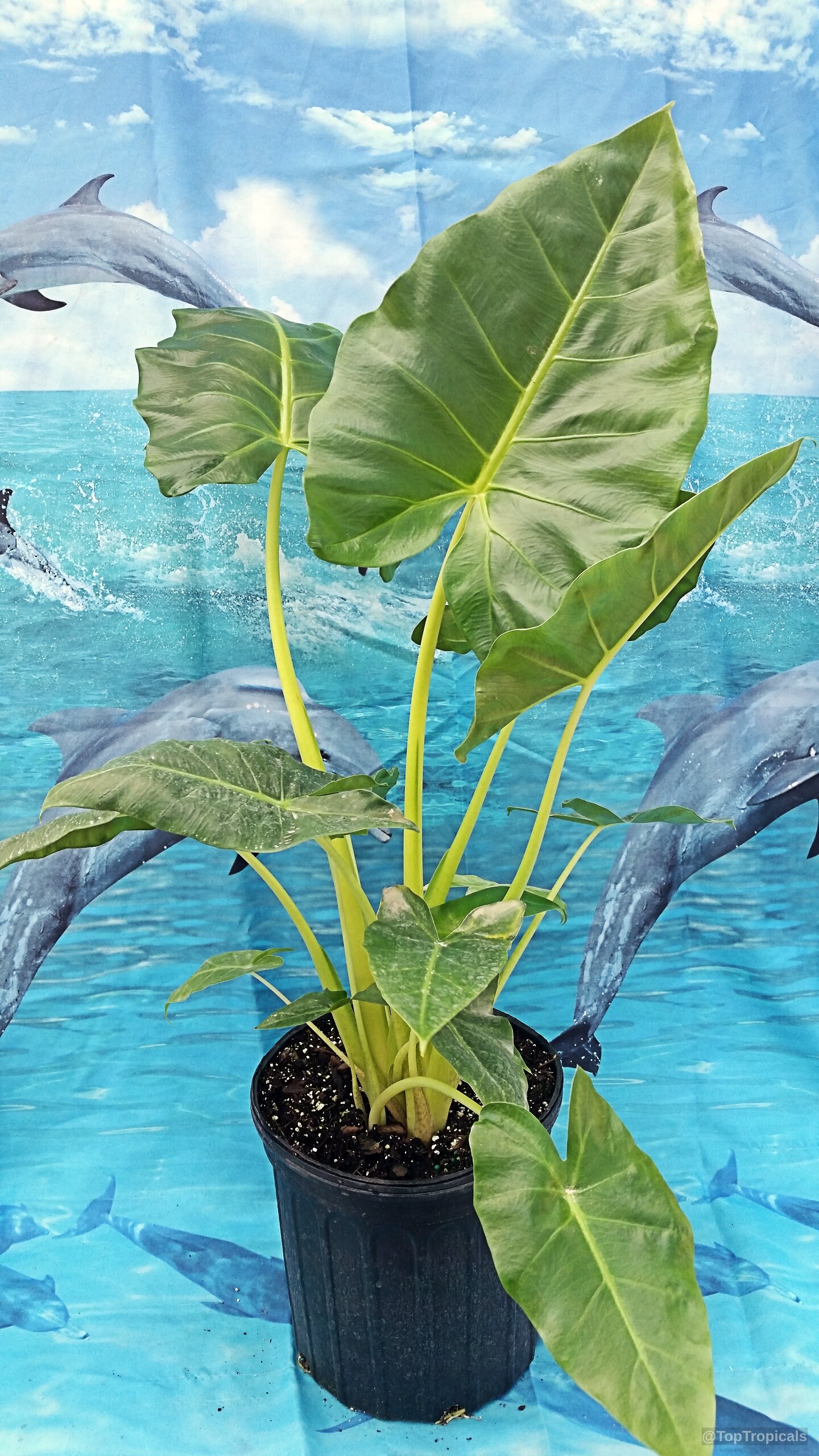 Alocasia macrorrhizos (Giant Taro) with wide green leaves standing in a black nursery pot Alocasia macrorrhizos (Giant Taro) green plant with tall yellow stems in black plastic pot