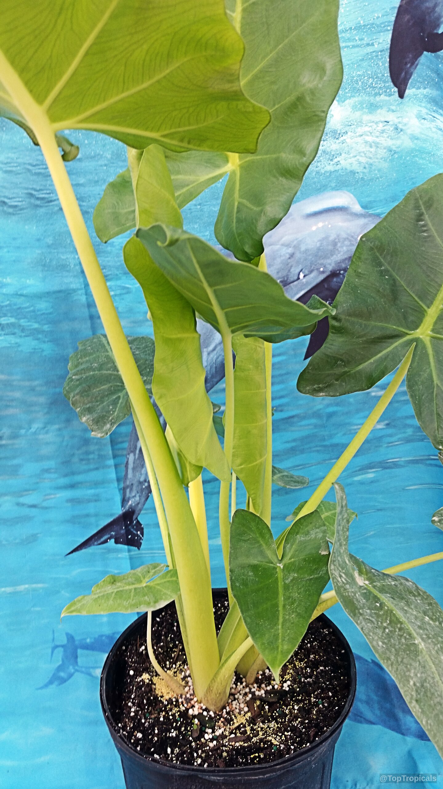Alocasia macrorrhizos (Giant Taro) with vibrant green heart-shaped leaves and thick yellow stems in a pot. Alocasia macrorrhizos (Giant Taro) plant with large green leaves on yellow stems close up view.