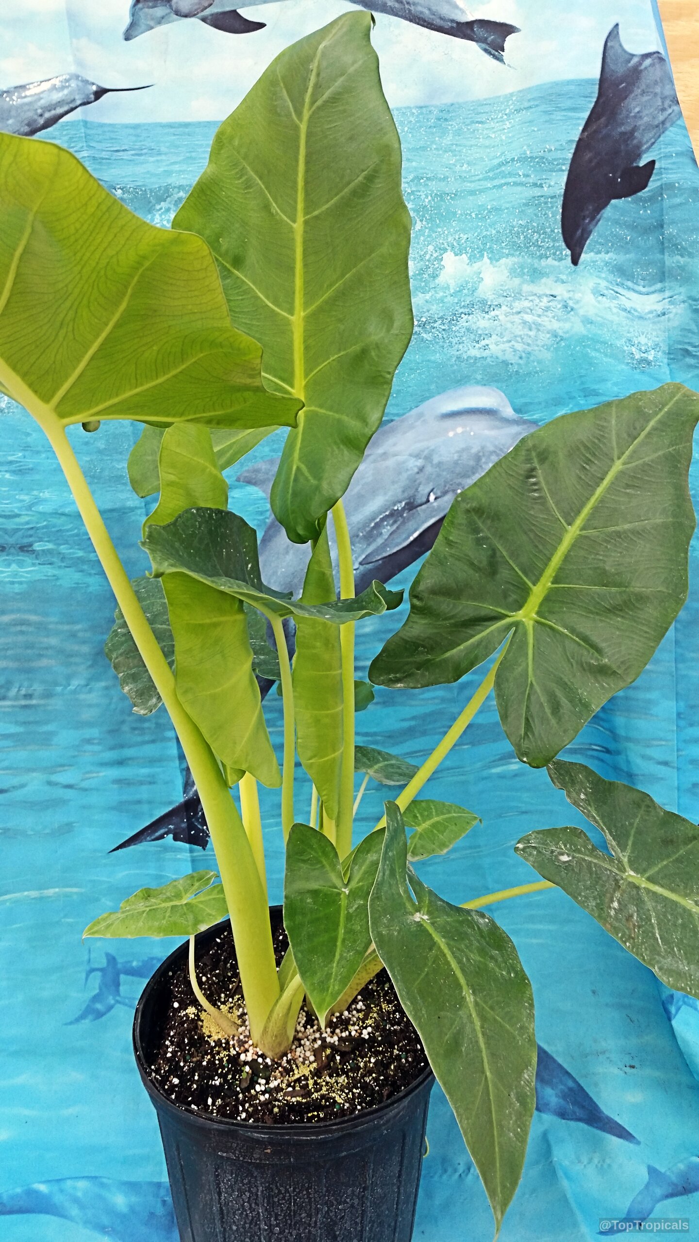 Alocasia macrorrhizos (Giant Taro) plant with large green leaves and yellow stems on display