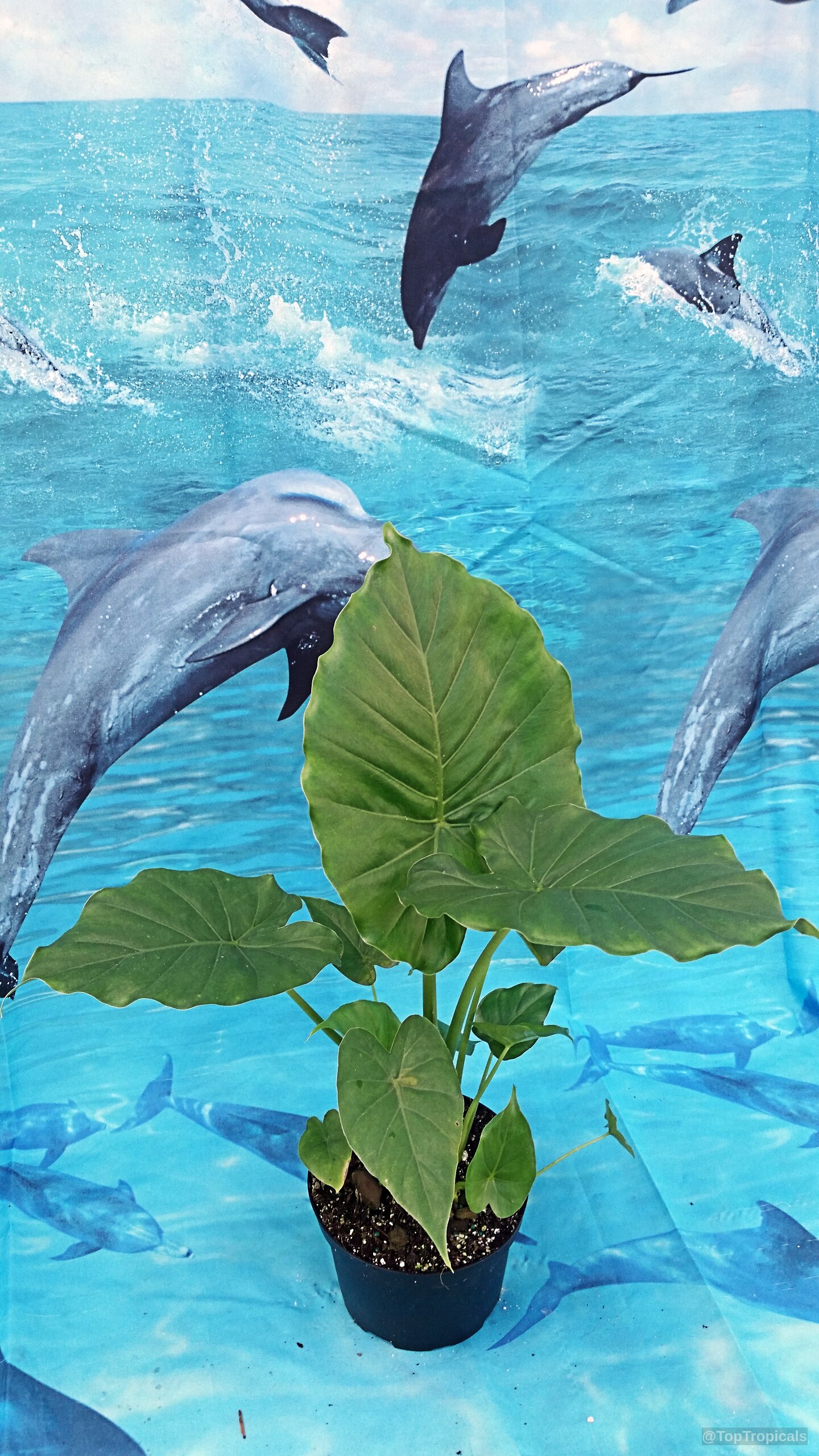 Alocasia odora (Giant Upright Elephant Ear) with wide green leaves growing in a black container. Alocasia odora (Giant Upright Elephant Ear) plant with large green leaves in black pot.